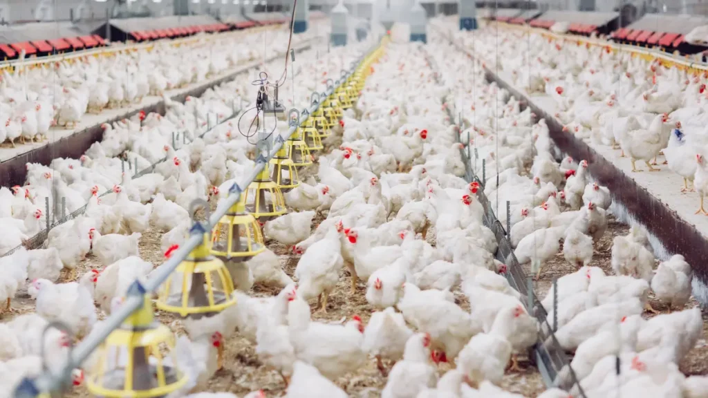 Higher-Welfare Chicken Systems