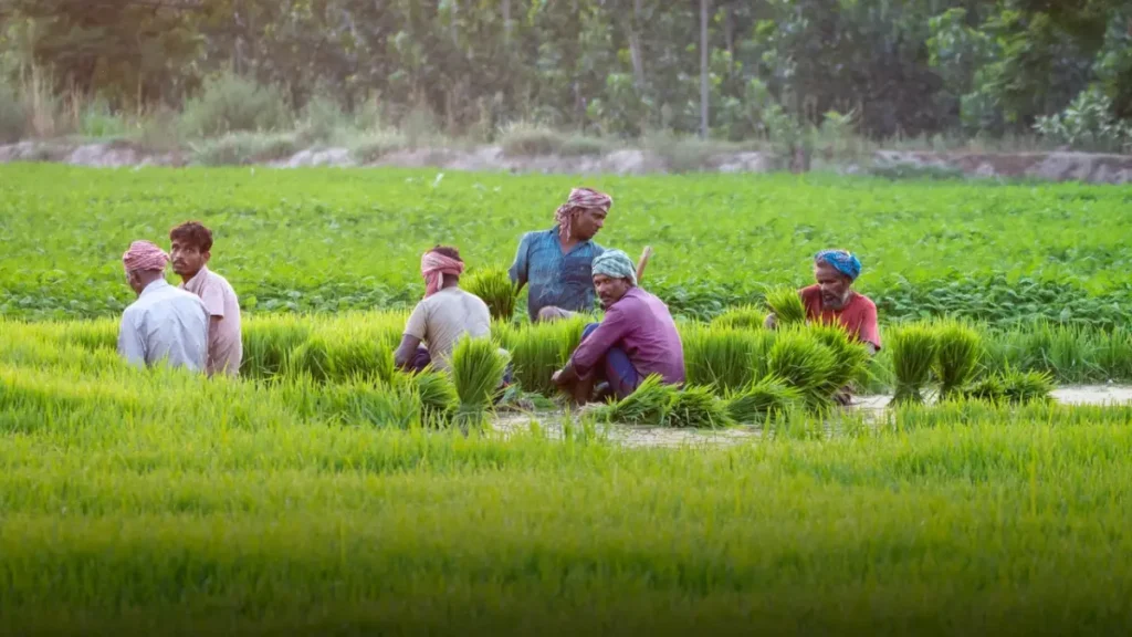 Farmer Producer Organizations (FPO)