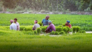 Farmer Producer Organizations (FPO)